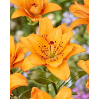 Lilia Double Princess - pełna, azjatycka - GIGA paczka! - 50 szt.