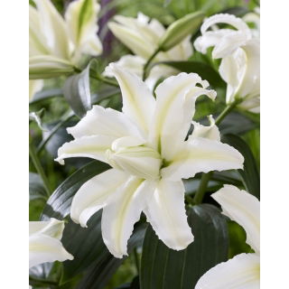 Lilia Polar Star - pełna, orientalna i pachnąca - GIGA paczka! - 50 szt.