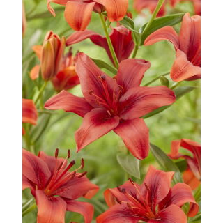 Lilia Rapid Red - azjatycka, intensywnie czerwona