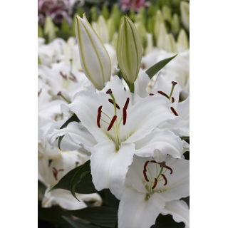 Lilia White Balloons - orientalna, pachnąca - GIGA paczka! - 50 szt.