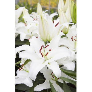 Lilia White Lantern - orientalna, pachnąca - GIGA paczka! - 50 szt.