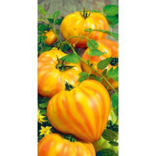 Pomidor Gourmansun F1