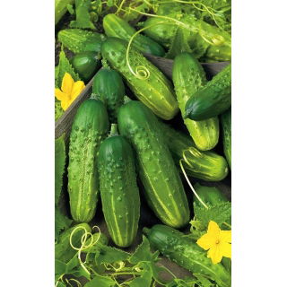 Ogórek Akord F1 - bardzo plenny, wysoka tolerancja na mączniaka, nie gorzknieje, kształtne owoce - 25 nasion