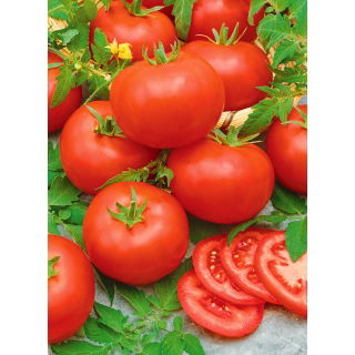 Pomidor Mahitos F1 - wczesny, wielkoowocowy, bardzo odporny, nie pęka - 10 nasion