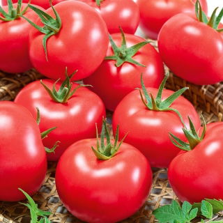 Pomidor Pink King F1 - malinowy, król smaku, słodki miąższ, bardzo plenny - 10 nasion