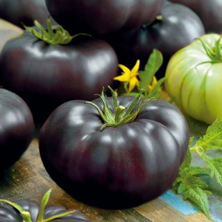 Pomidor Black Beauty – mięsisty, wysoki, gruntowy, słodki, czerwony w przekroju – HIT!