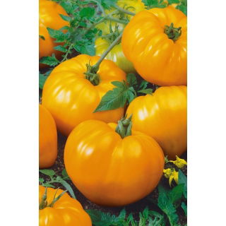 Pomidor Oxheart Orange – pomarańczowe bawole serce, bardzo mięsisty