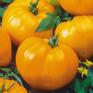 Pomidor Oxheart Orange – pomarańczowe bawole serce, bardzo mięsisty