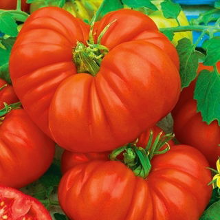 Pomidor Beefsteak – stara odmiana, owoce XXL, bardzo mięsisty, typ befsztyk