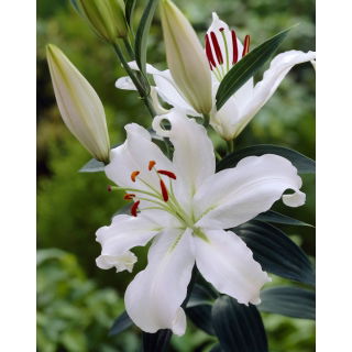 Lilia Helvetia - orientalna, pachnąca - duża paczka! - 10 szt.