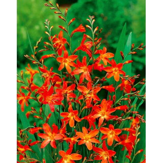 Krokosmia Carmine Brilliant - pomarańczowo-żółta - GIGA paczka! - 500 szt.