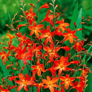Krokosmia Carmine Brilliant - pomarańczowo-żółta - GIGA paczka! - 500 szt.