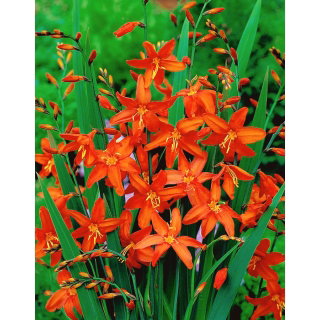 Krokosmia Babylon - pomarańczowa - GIGA paczka! - 500 szt.