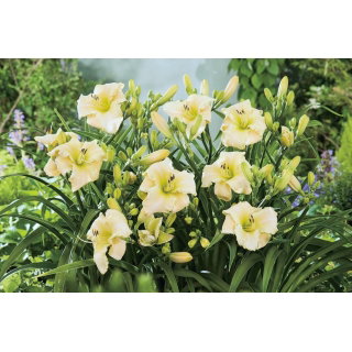 Liliowiec Arctic Snow - GIGA paczka! - 50 szt.