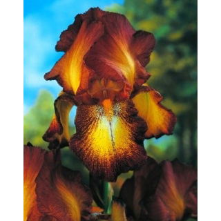 Kosaciec, Irys - Bronze - duża paczka! - 10 szt.