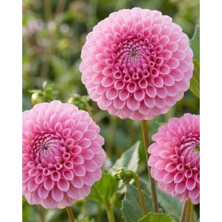 Dalia - Stolze Von Berlin