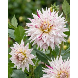 Dalia - Mick's Peppermint