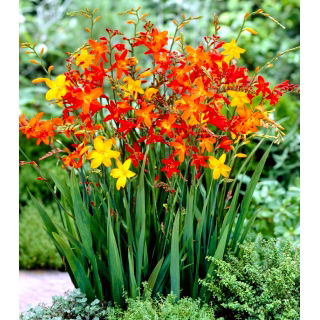 Krokosmia - mix kolorów - duża paczka! - 100 szt.