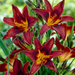 Liliowiec Black Prince - GIGA paczka! - 50 szt.