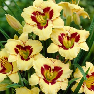 Liliowiec El Desperado - GIGA paczka! - 50 szt.