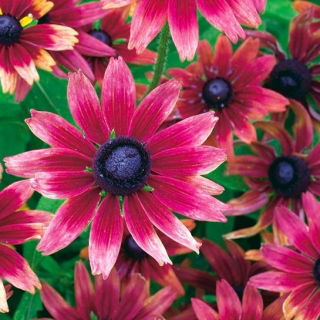 Rudbekia - Cherry Brandy - GIGA paczka! - 50 szt.