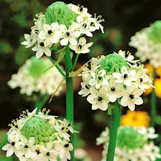 Śniedek Saundersa - Ornithogalum saundersiae - GIGA paczka! - 50 szt.