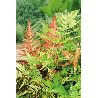 Paproć ogrodowa - Brillance Autumn - sadzonka - GIGA paczka! - 50 szt.