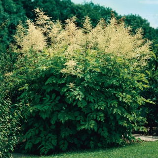 Parzydło leśne - Aruncus dioicus - GIGA paczka! - 50 szt.