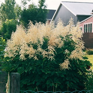 Parzydło leśne - Aruncus dioicus - GIGA paczka! - 50 szt.