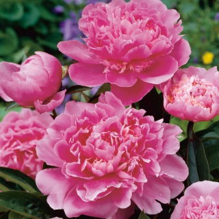 Piwonia, Paeonia - Edulis Superba - sadzonka - GIGA paczka! - 50 szt.