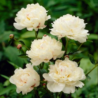 Piwonia, Paeonia - Festiva Maxima - sadzonka - duża paczka! - 10 szt.