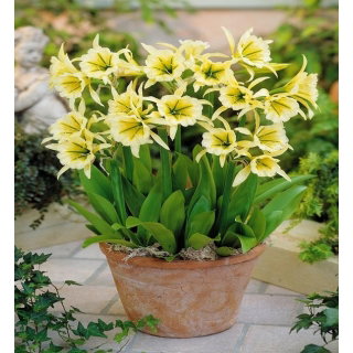 Ismena Sulphur Queen - Błonczatka - GIGA paczka! - 50 szt.