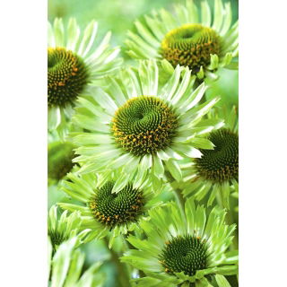 Jeżówka zielona - Green Jewel - duża paczka! - 10 szt.