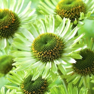 Jeżówka zielona - Green Jewel - duża paczka! - 10 szt.