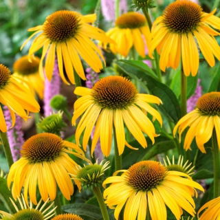 Jeżówka żółta - Yellow - GIGA paczka! - 50 szt.