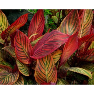 Kanna - Tropicana - GIGA paczka! - 50 szt.