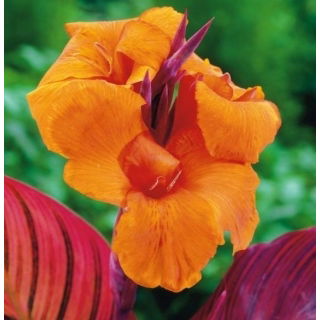 Kanna - Tropicana - GIGA paczka! - 50 szt.