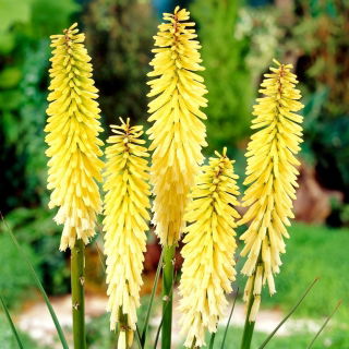 Kniphofia Percy's Pride - GIGA paczka! - 50 szt.