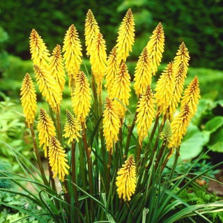 Kniphofia żółta - Minister Verschuur - GIGA paczka! - 50 szt.