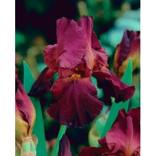 Kosaciec, Irys - Bordowy - GIGA paczka! - 50 szt.