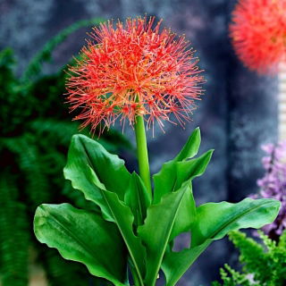 Krasnokwiat Katarzyny - GIGA paczka! - 50 szt.