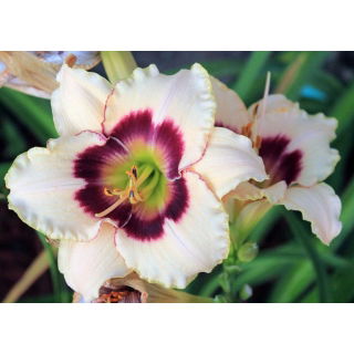 Liliowiec Blueberry Candy - GIGA paczka! - 50 szt.