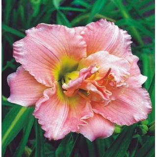 Liliowiec Double Dream - pełny - GIGA paczka! - 50 szt.