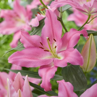 Lilia Praiano - orientalna, pachnąca - duża paczka! - 10 szt.