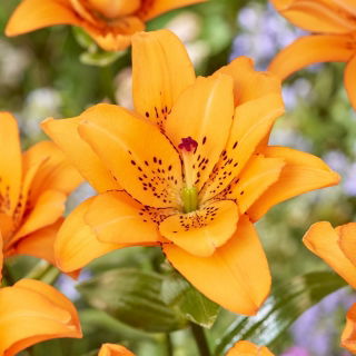 Lilia Double Princess - pełna, azjatycka - duża paczka! - 10 szt.