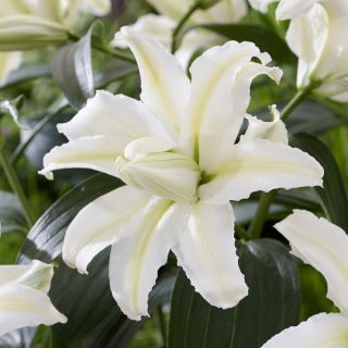 Lilia Polar Star - pełna, orientalna i pachnąca - duża paczka! - 10 szt.