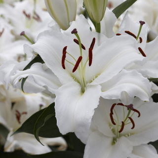 Lilia White Balloons - orientalna, pachnąca - GIGA paczka! - 50 szt.