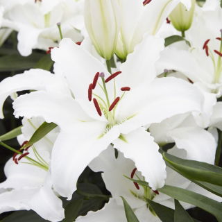 Lilia White Lantern - orientalna, pachnąca