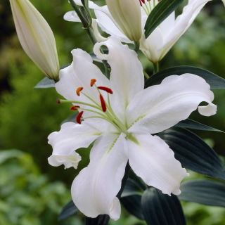 Lilia Helvetia - orientalna, pachnąca - duża paczka! - 10 szt.