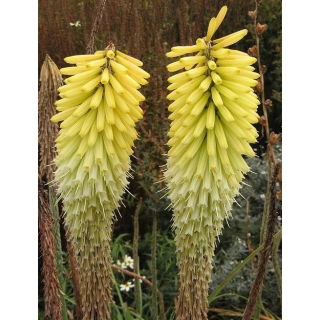 Kniphofia Percy's Pride - GIGA paczka! - 50 szt.